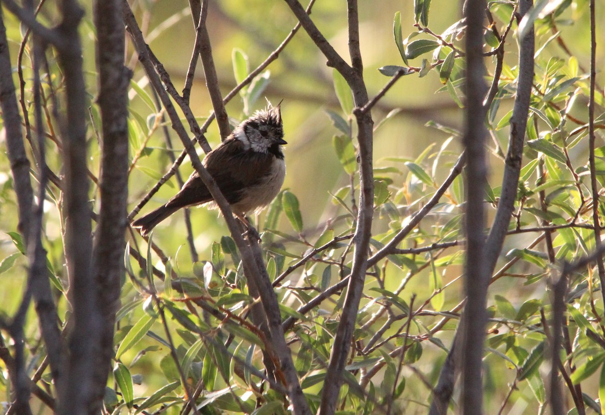 Crested Tit - ML257671871