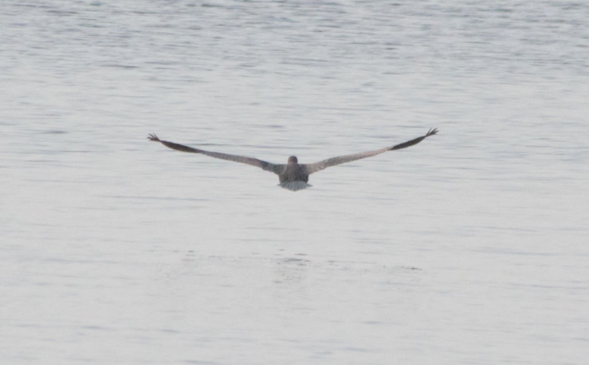 Great Blue Heron - 🦅 ꙅɒᴎoɔiʜƆ ʏɔɒɿT 🦃