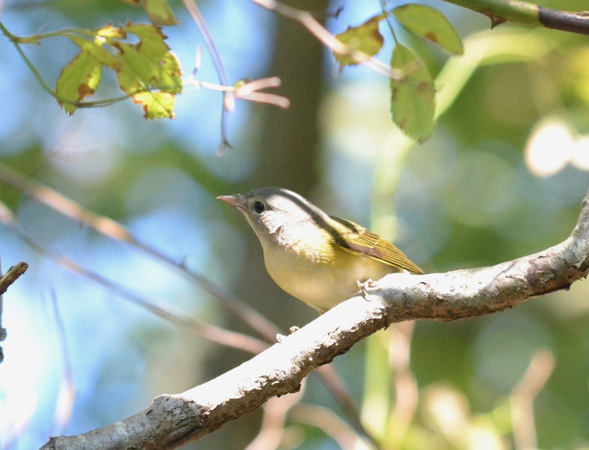 American Redstart - ML257673201