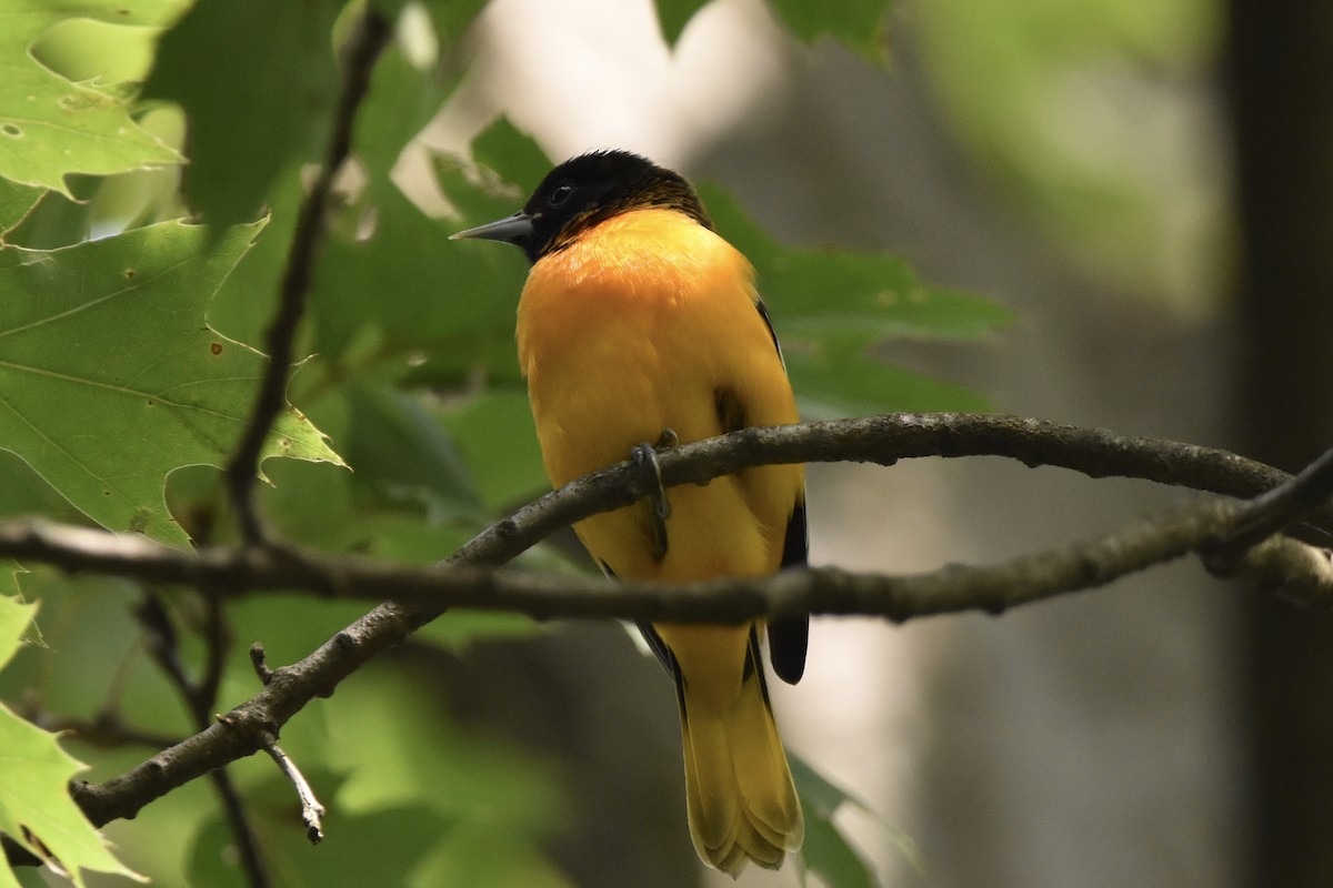 Baltimore Oriole - ML257673921