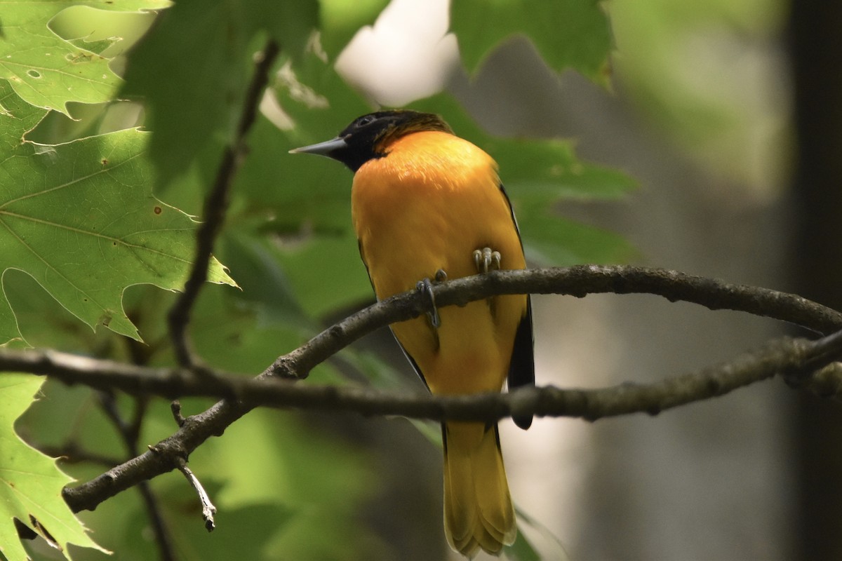 Baltimore Oriole - ML257673961