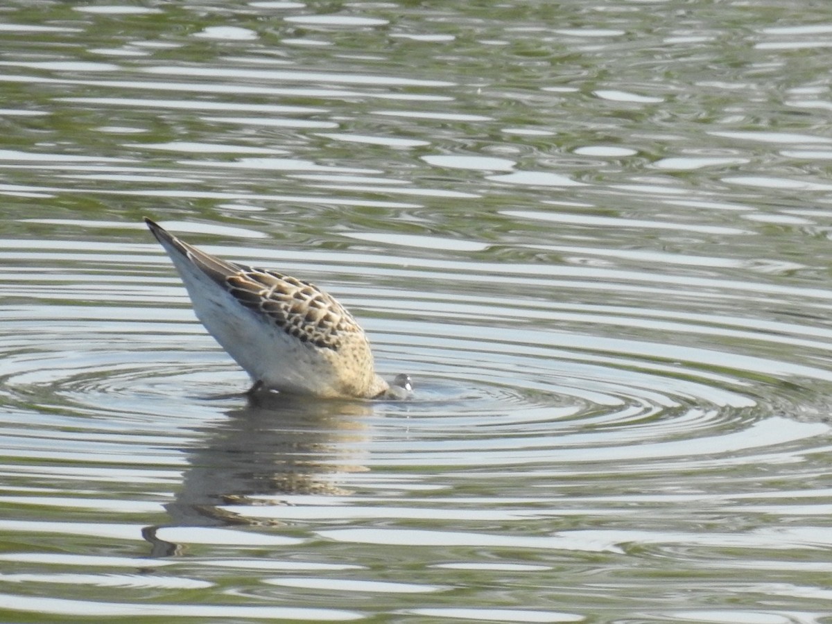 Stilt Sandpiper - ML257674861