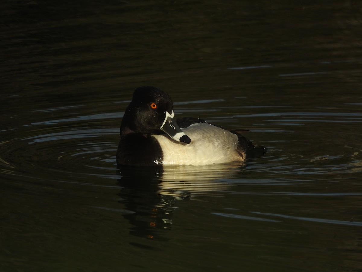 Ring-necked Duck - ML257675341