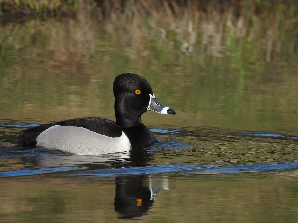 Ring-necked Duck - ML257675521