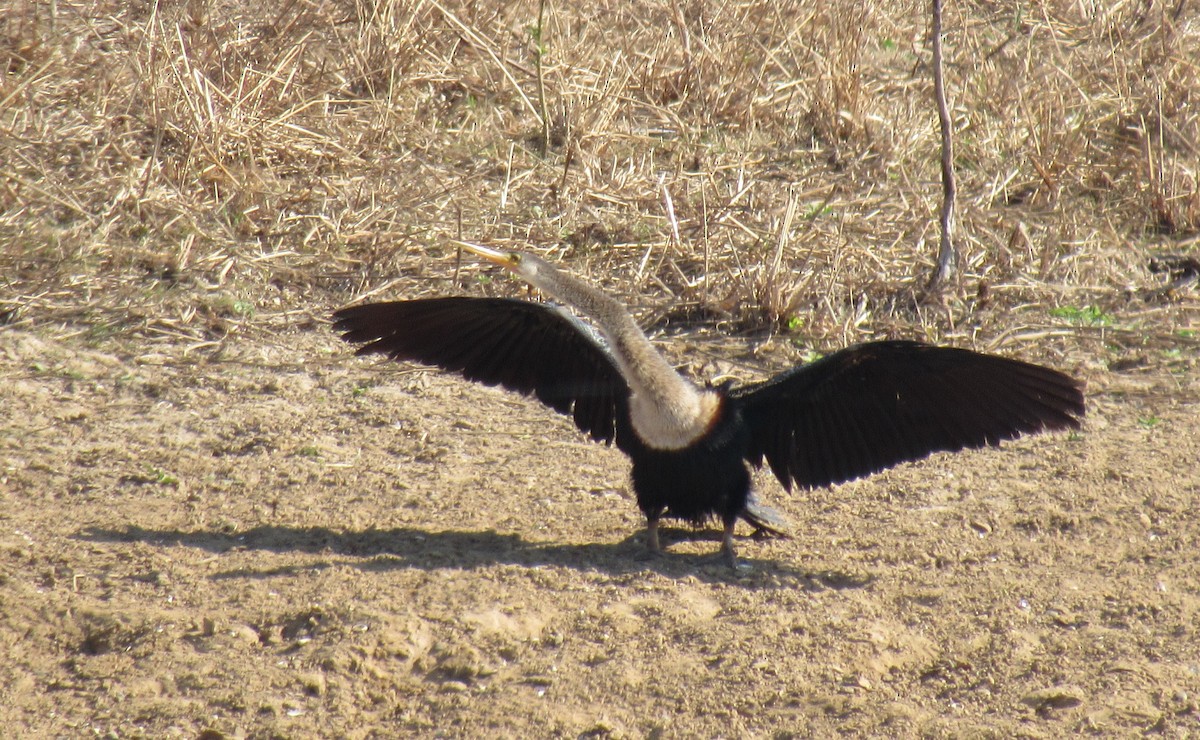 Anhinga - Matias Almeida