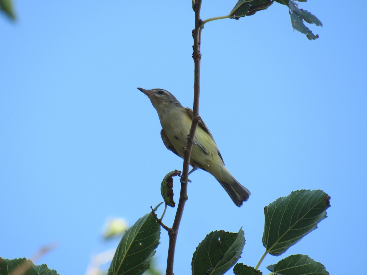 Warbling Vireo (Eastern) - ML257677561