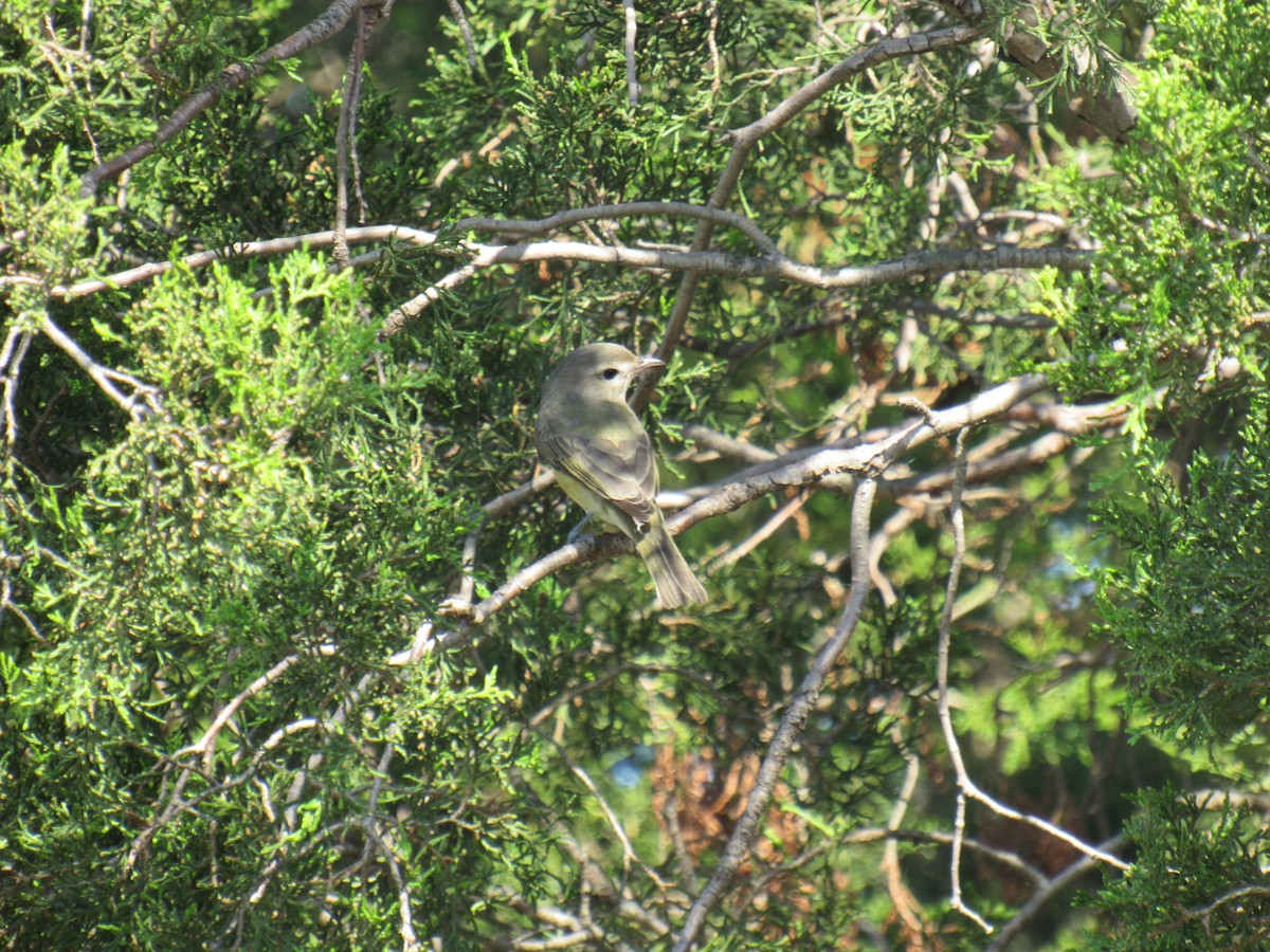 Warbling Vireo (Eastern) - ML257677651