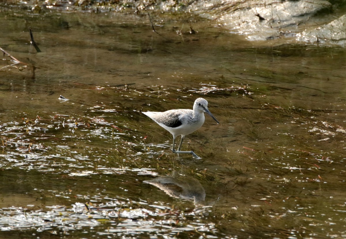 Common Greenshank - ML257678701