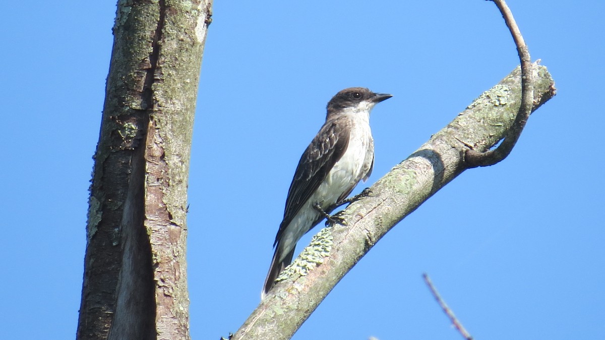 Eastern Kingbird - P. Lewis