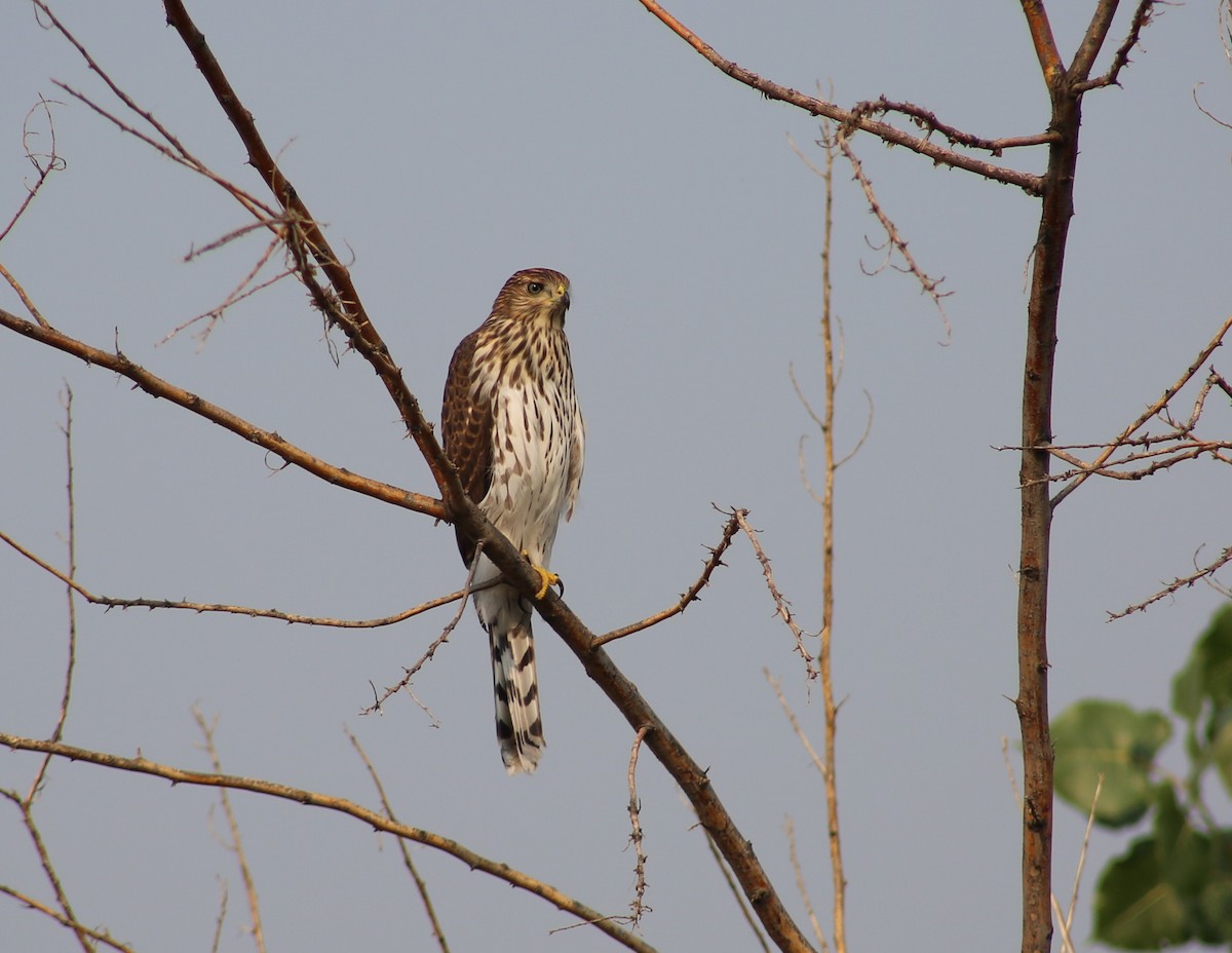 Cooper's Hawk - ML257680141