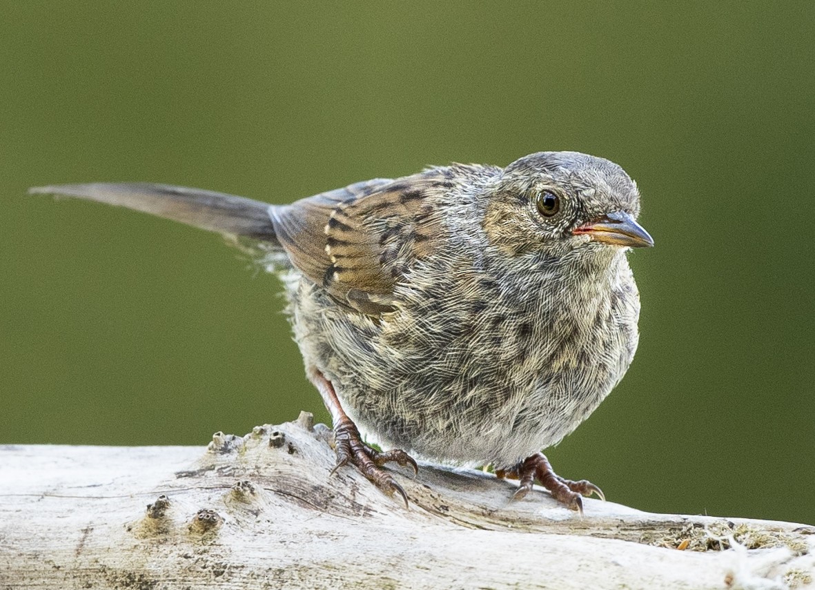 Dunnock - ML257681911