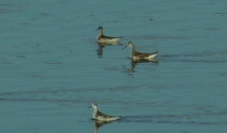 Wilson's Phalarope - ML257684111