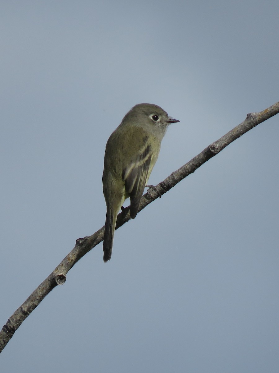 ハモンドメジロハエトリ - ML257685601