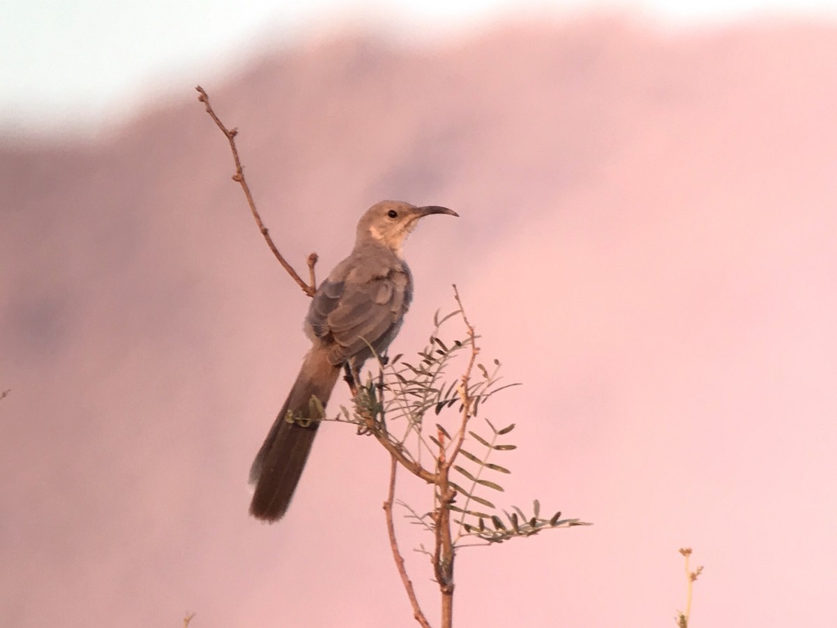 LeConte's Thrasher - ML257686321