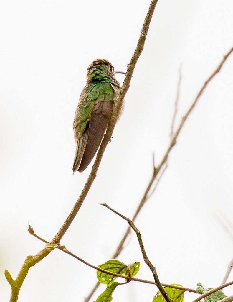 kolibřík honduraský - ML25768651