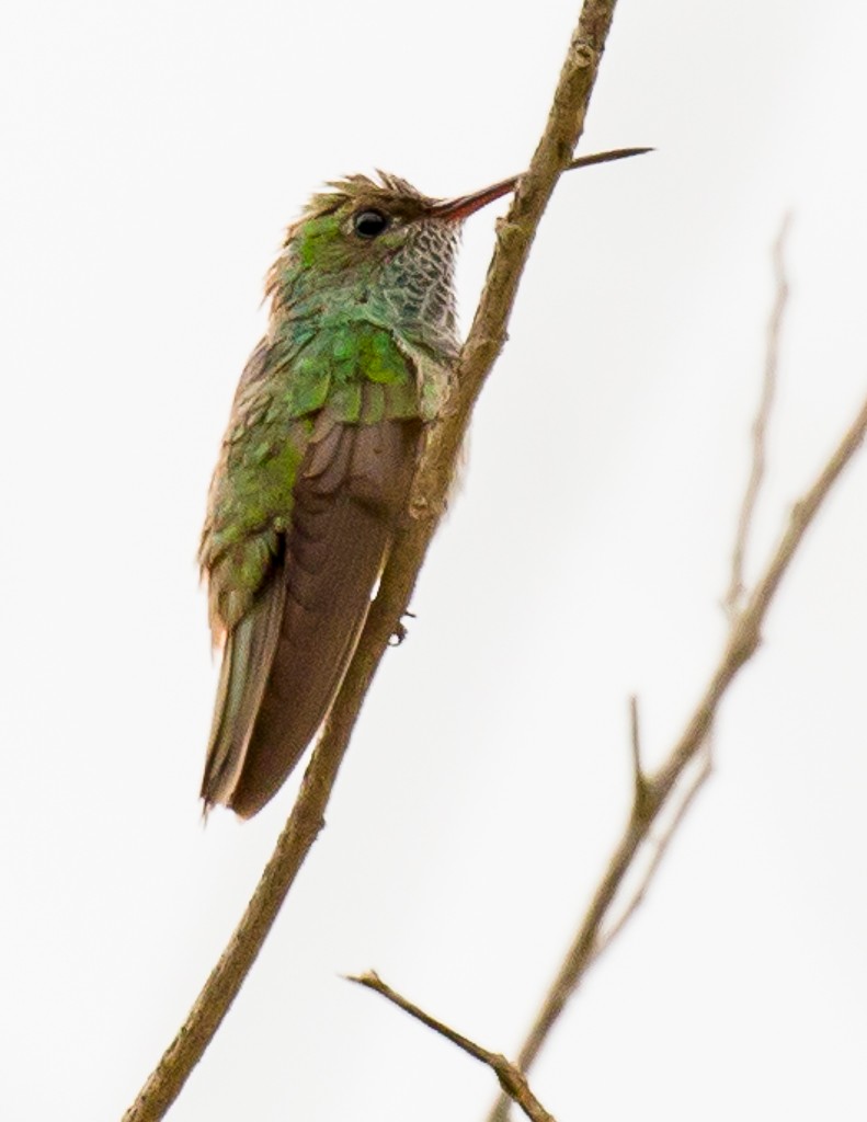 kolibřík honduraský - ML25768661