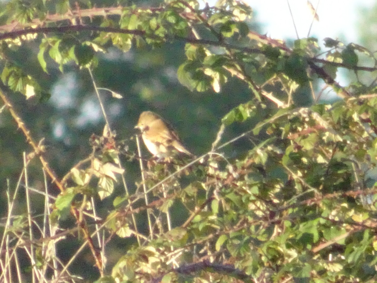 Greater Whitethroat - ML257688461