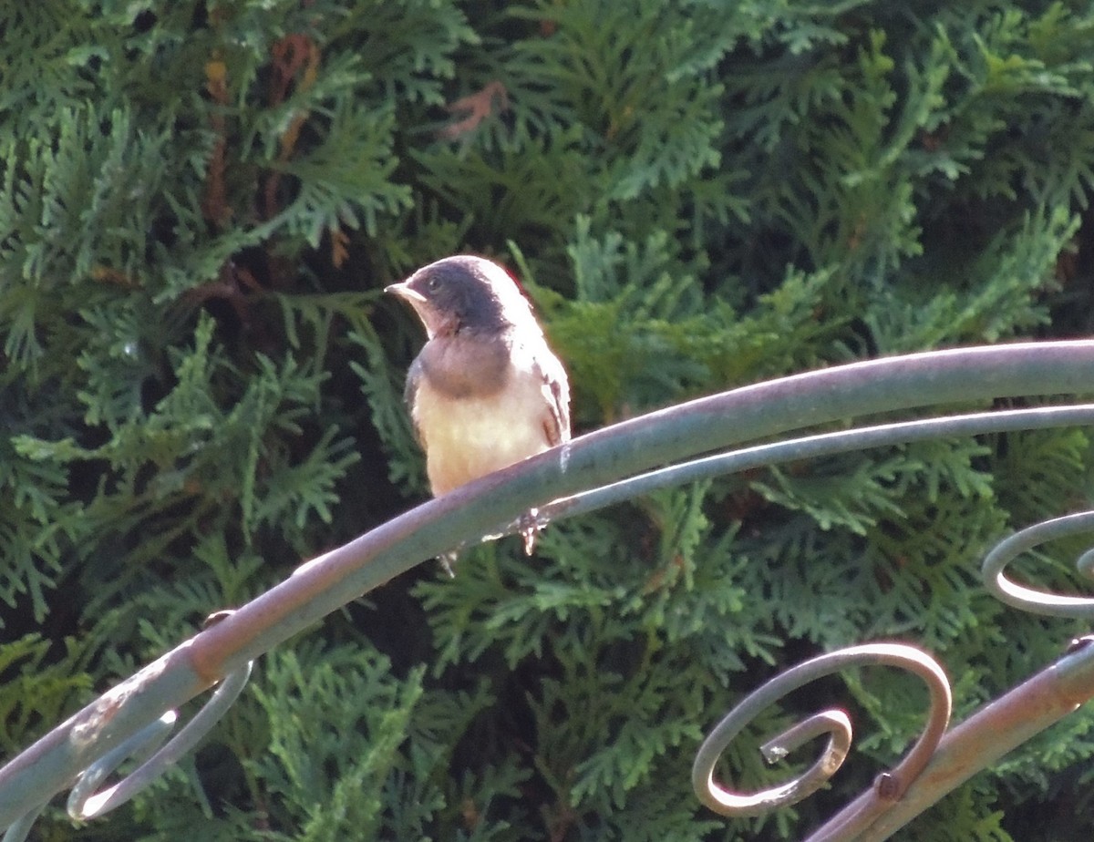 Barn Swallow - Paul & Koni Fank