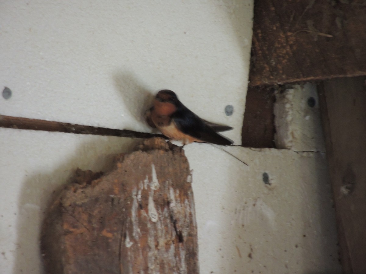 Barn Swallow - ML257689171