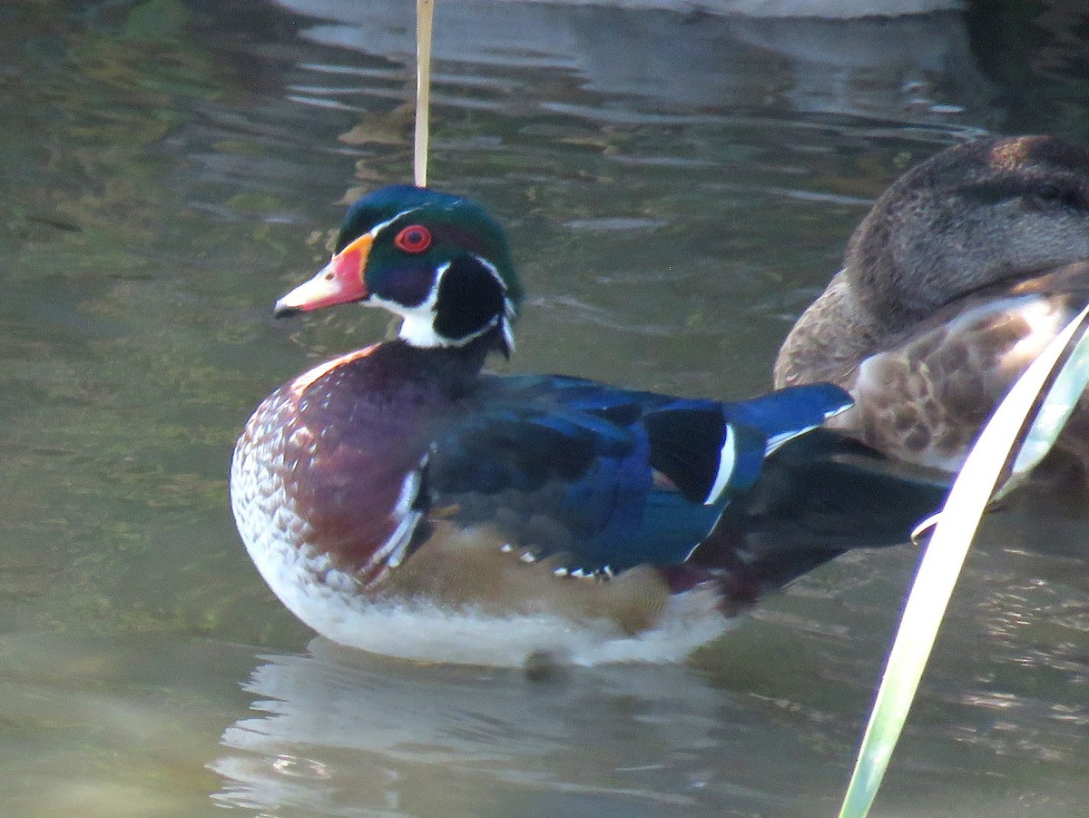 Wood Duck - John Toh