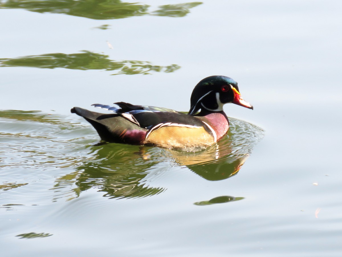 Wood Duck - ML257689931