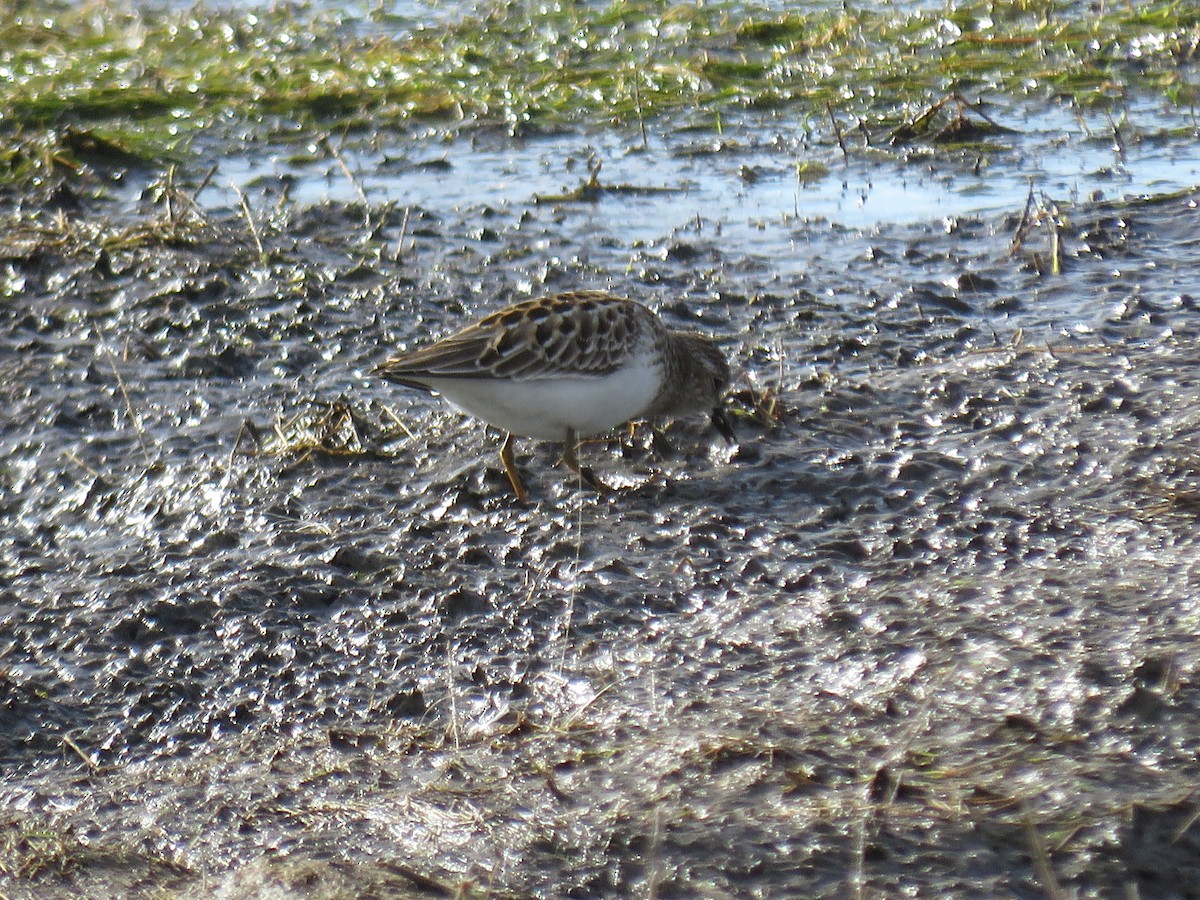 Least Sandpiper - ML257689941