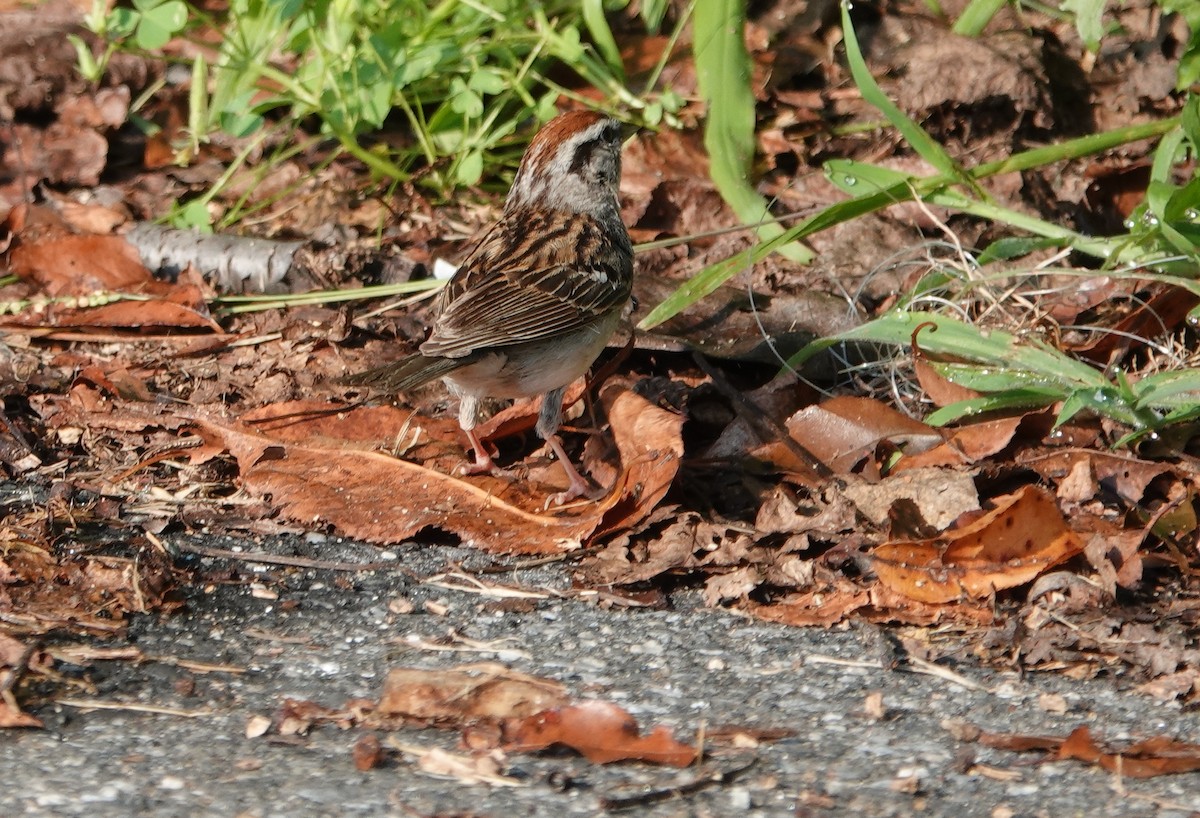 Chipping Sparrow - ML257690151