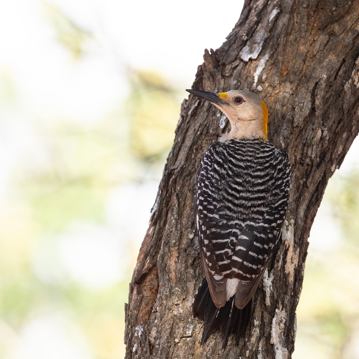 Golden-fronted Woodpecker - Suzie McCann