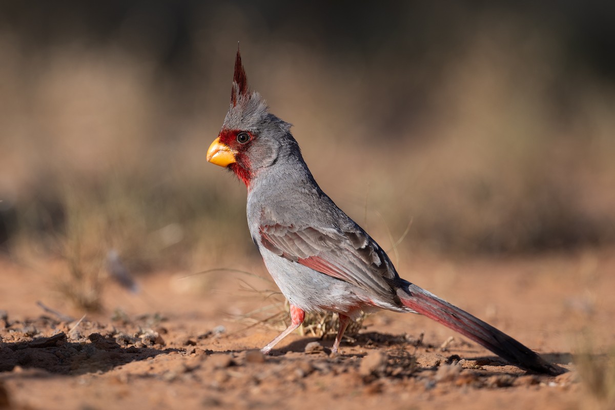 Pyrrhuloxia - ML257693981