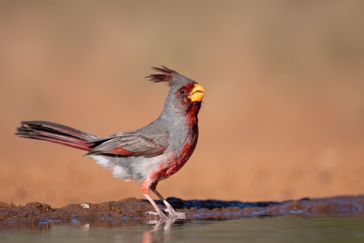 Pyrrhuloxia - Suzie McCann