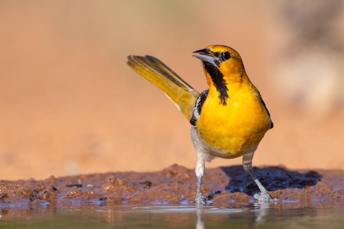 Bullock's Oriole - Suzie McCann