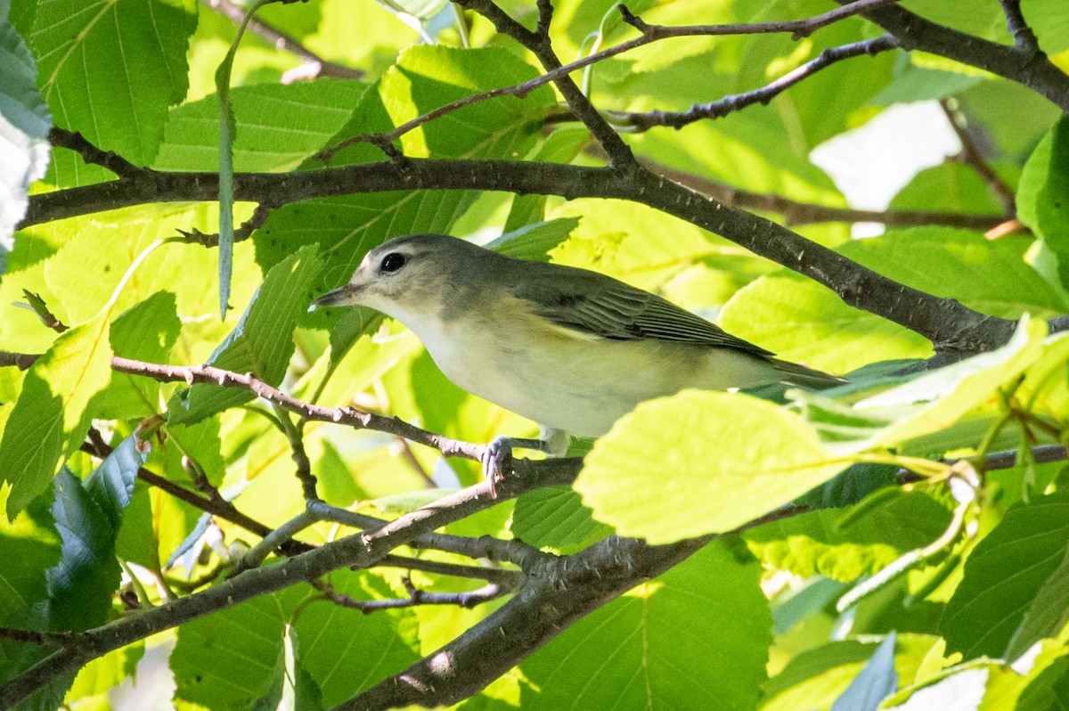 Warbling Vireo - Michael Warner