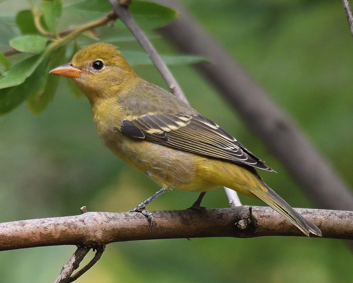 Western Tanager - ML257695711