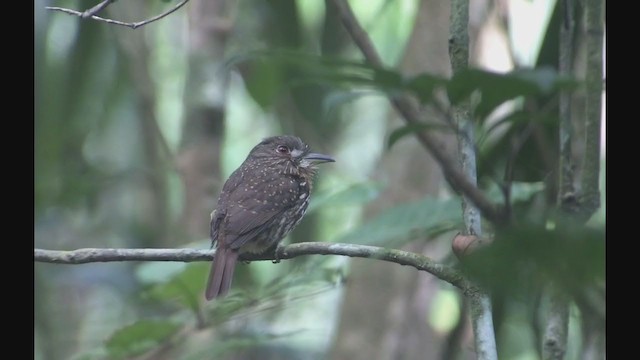 White-whiskered Puffbird - ML257696961