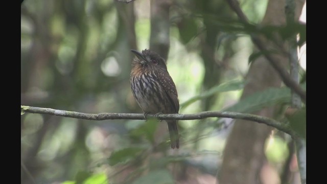 White-whiskered Puffbird - ML257697451