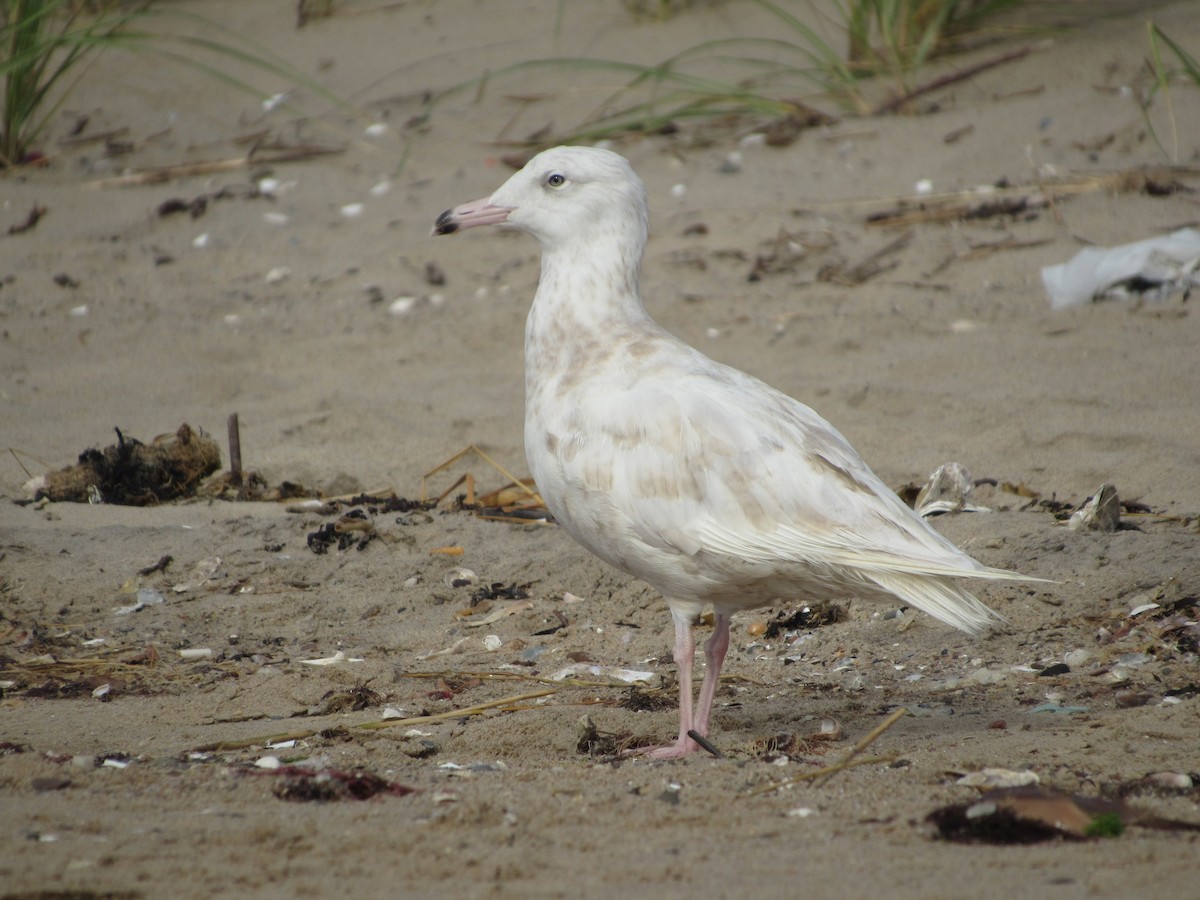 Glaucous Gull - ML257697851