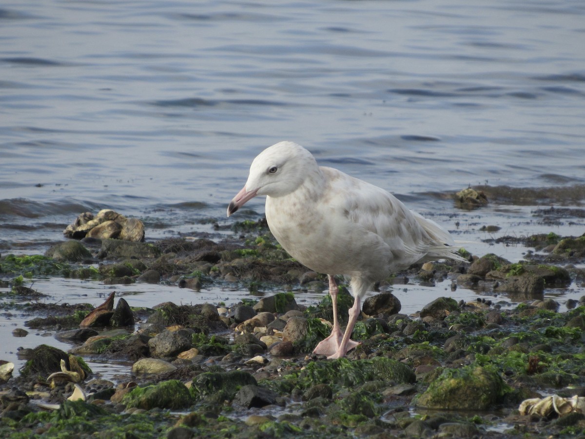 Glaucous Gull - ML257698831