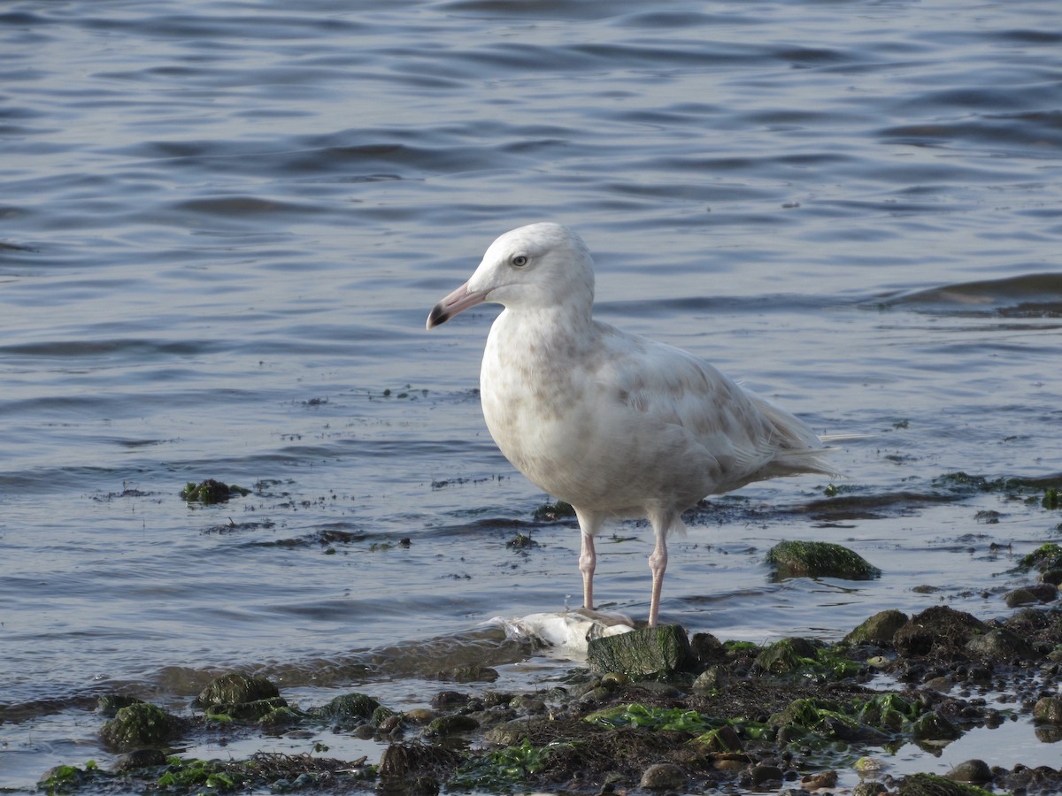 Glaucous Gull - ML257699001