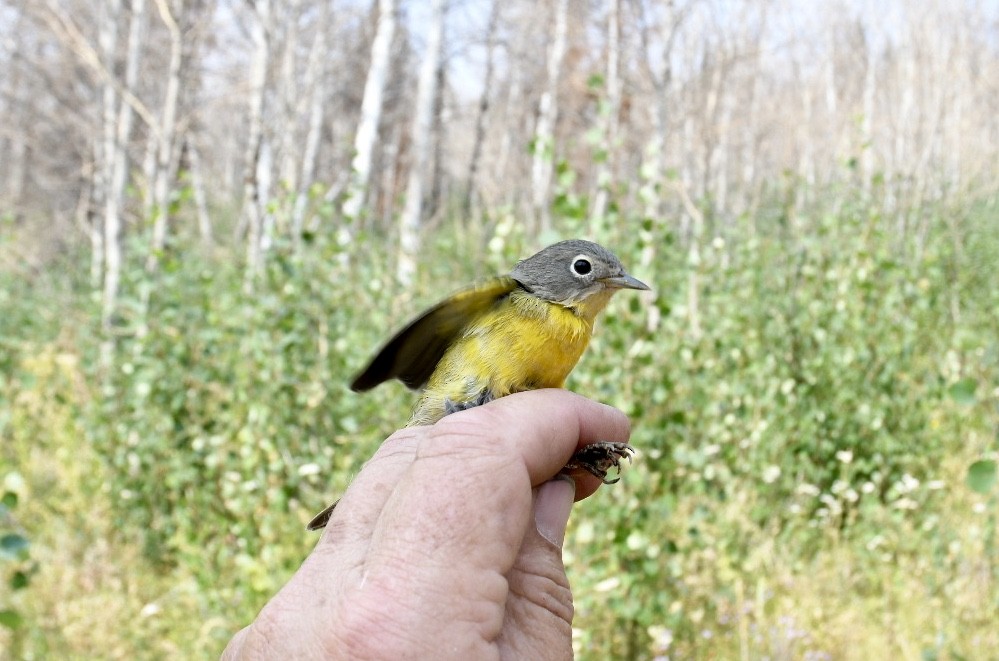 Nashville Warbler - ML257700051