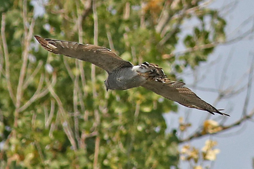 Gray Hawk - Marceline VandeWater