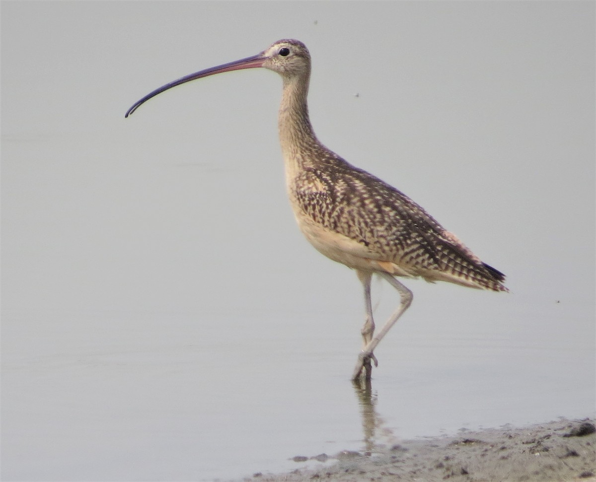 Long-billed Curlew - ML257701961