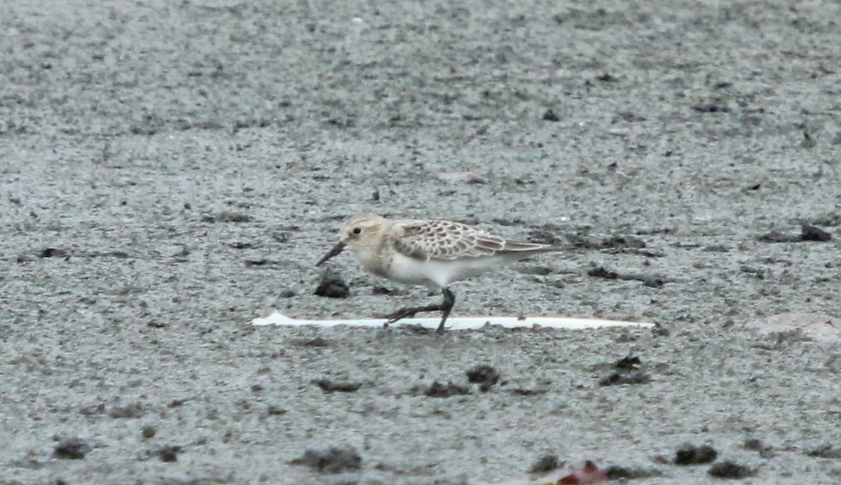 Baird's Sandpiper - Dylan Pedro