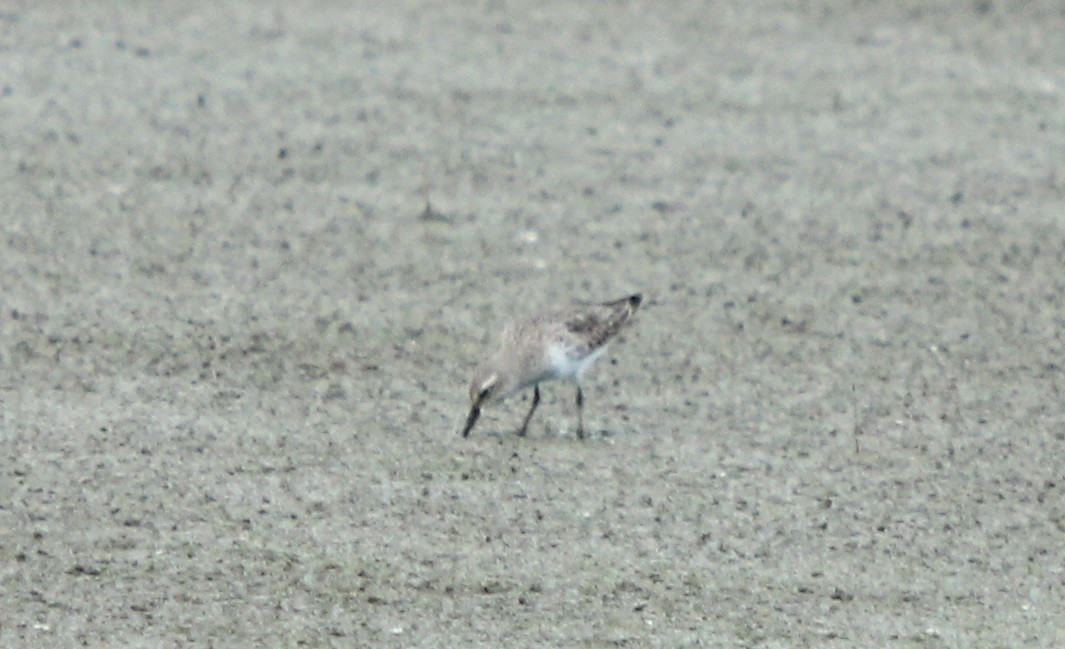 White-rumped Sandpiper - ML257702721