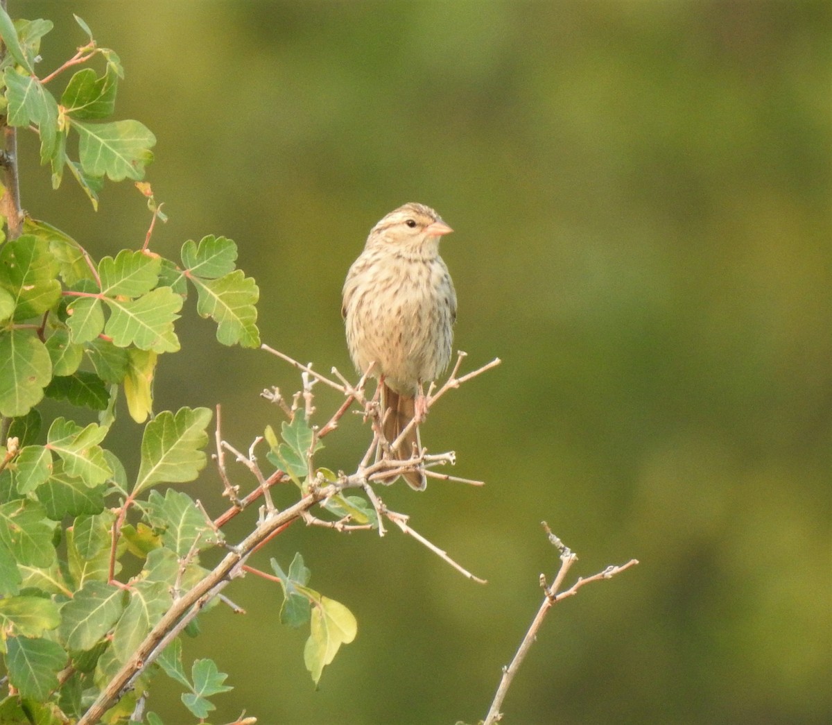 Chipping Sparrow - ML257702921