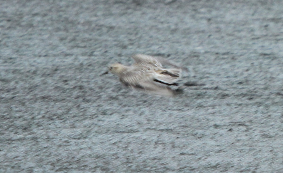Baird's Sandpiper - ML257703191