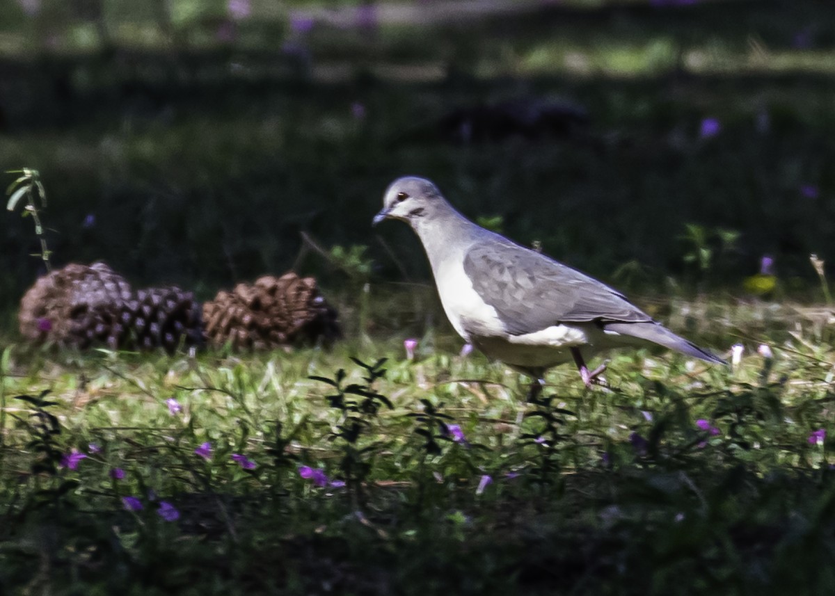 White-tipped Dove - Amed Hernández