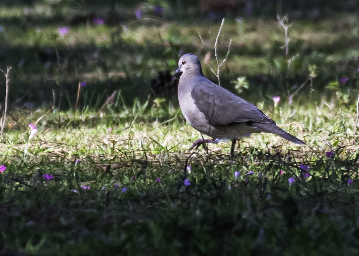 White-tipped Dove - Amed Hernández