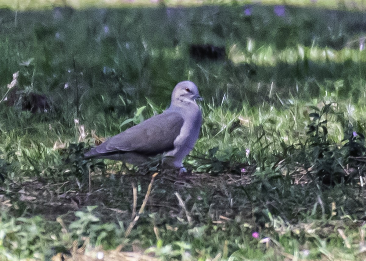 White-tipped Dove - Amed Hernández