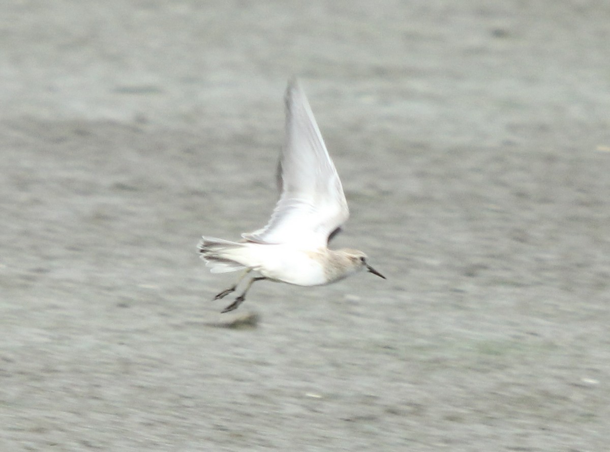 Baird's Sandpiper - Dylan Pedro