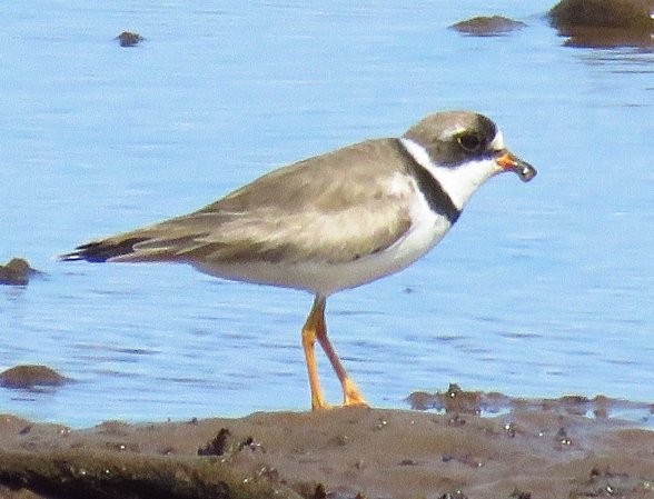 Semipalmated Plover - Tom Dudones